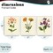 Stupell Industries Flowering Plants Vintage Illustration 3pc Framed Giclee Set, design by Connie Resch